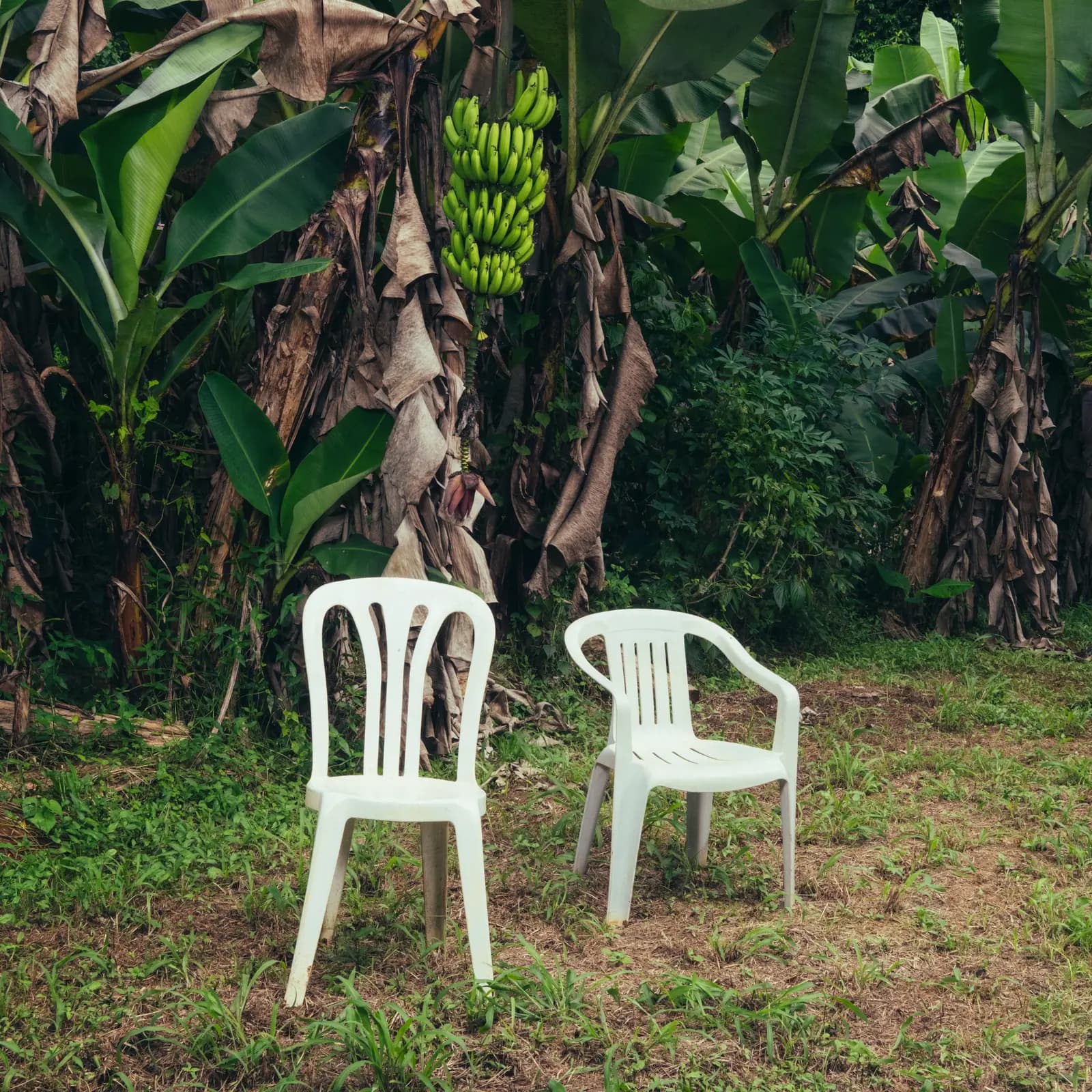 Copertina di DeBÍ TiRAR MáS FOToS: due sedie di plastica bianche vuote davanti a piante di banano